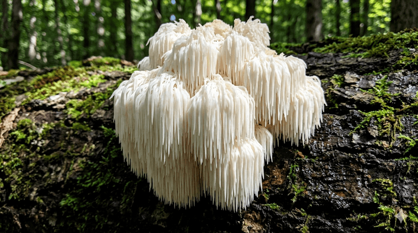 Lion's Mane Mushroom